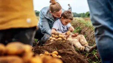 Kartoffelbuddeln auf Gut Wulksfelde