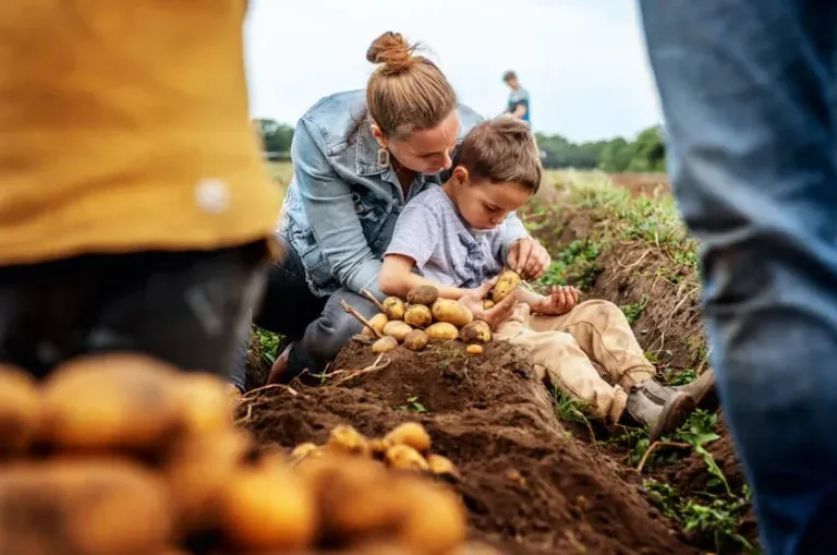 Kartoffelbuddeln auf Gut Wulksfelde