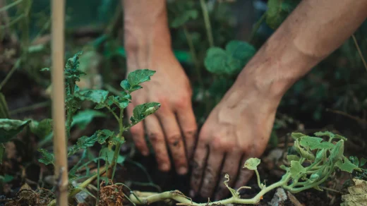 Mitmach-Garten auf Gut Karlshöhe