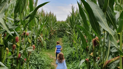 Maislabyrinth auf Hof Bartels