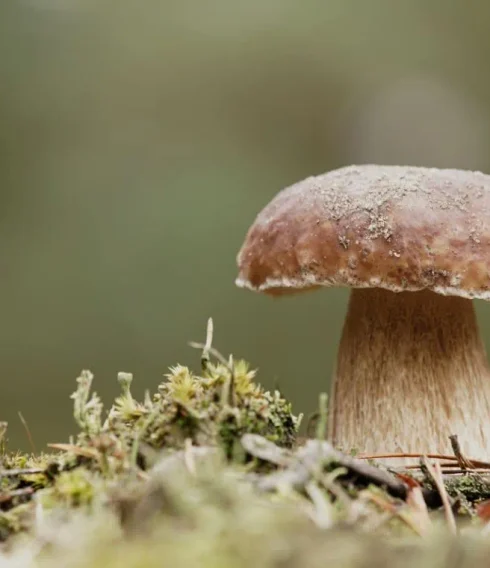 Pilzführung am Kraueler Hauptdeich