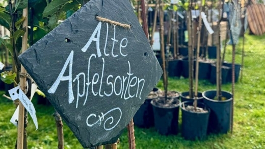 Norddeutsche Apfeltage im Loki-Schmidt-Garten